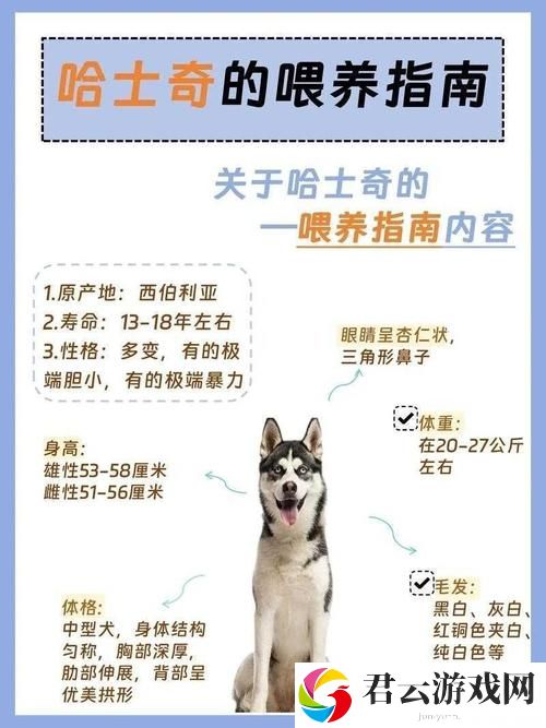 人狗胶配方大全：掌握家常美味的秘密
