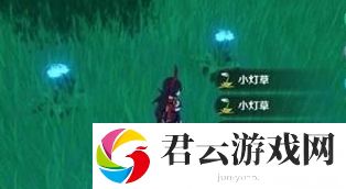 原神小灯草在哪里