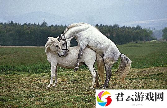 美国公马配女人：跨越文化的奇妙寓言