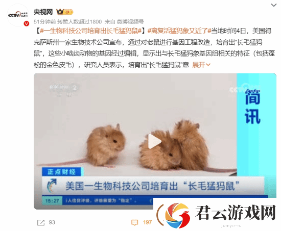 美国培育出长毛猛犸鼠引担忧：生化危机还是侏罗纪