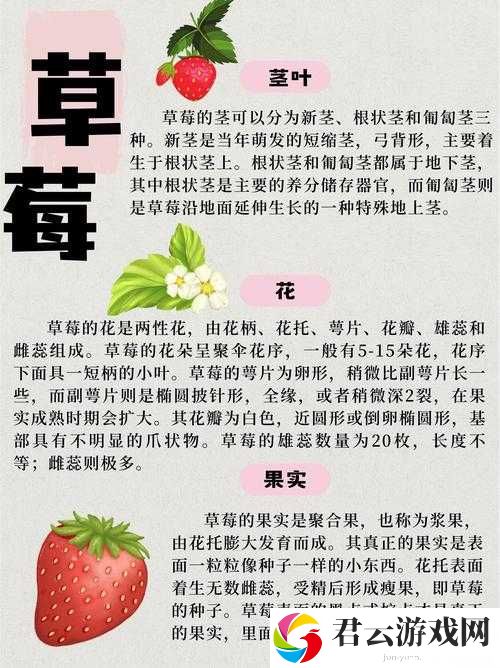 草莓APP18是什么？有何特点与功能？为何它在网络上引起广泛关注？
