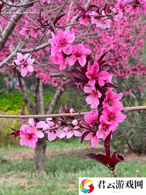 霓裳羽衣舞，国色天香中的桃花朵朵开诺布攻略