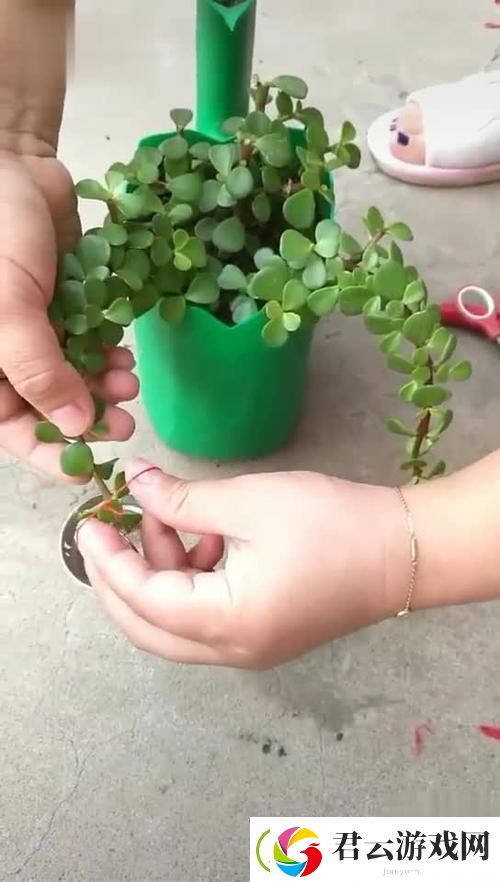 扦插BB有什么好处：探索这种植物繁殖方法的优势