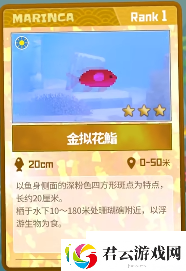 潜水员戴夫金拟花鮨在哪